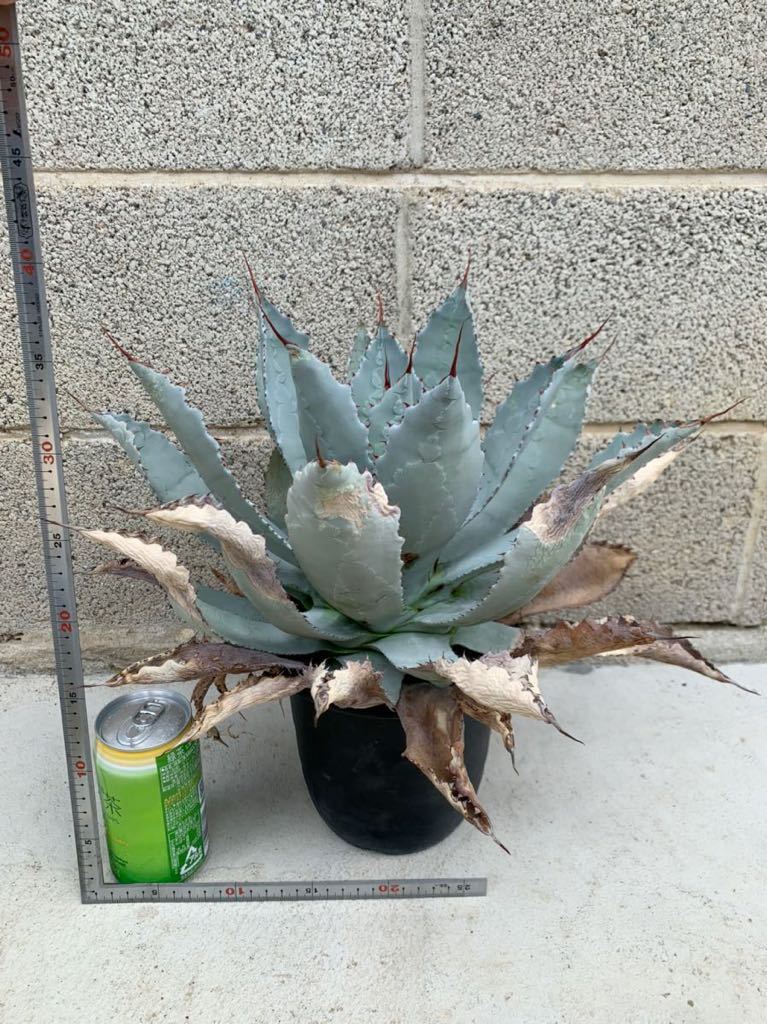23・グアダラハラナ 実生・アガベ 多肉植物 23・グアダラハラナ 実生・アガベ 多肉植物