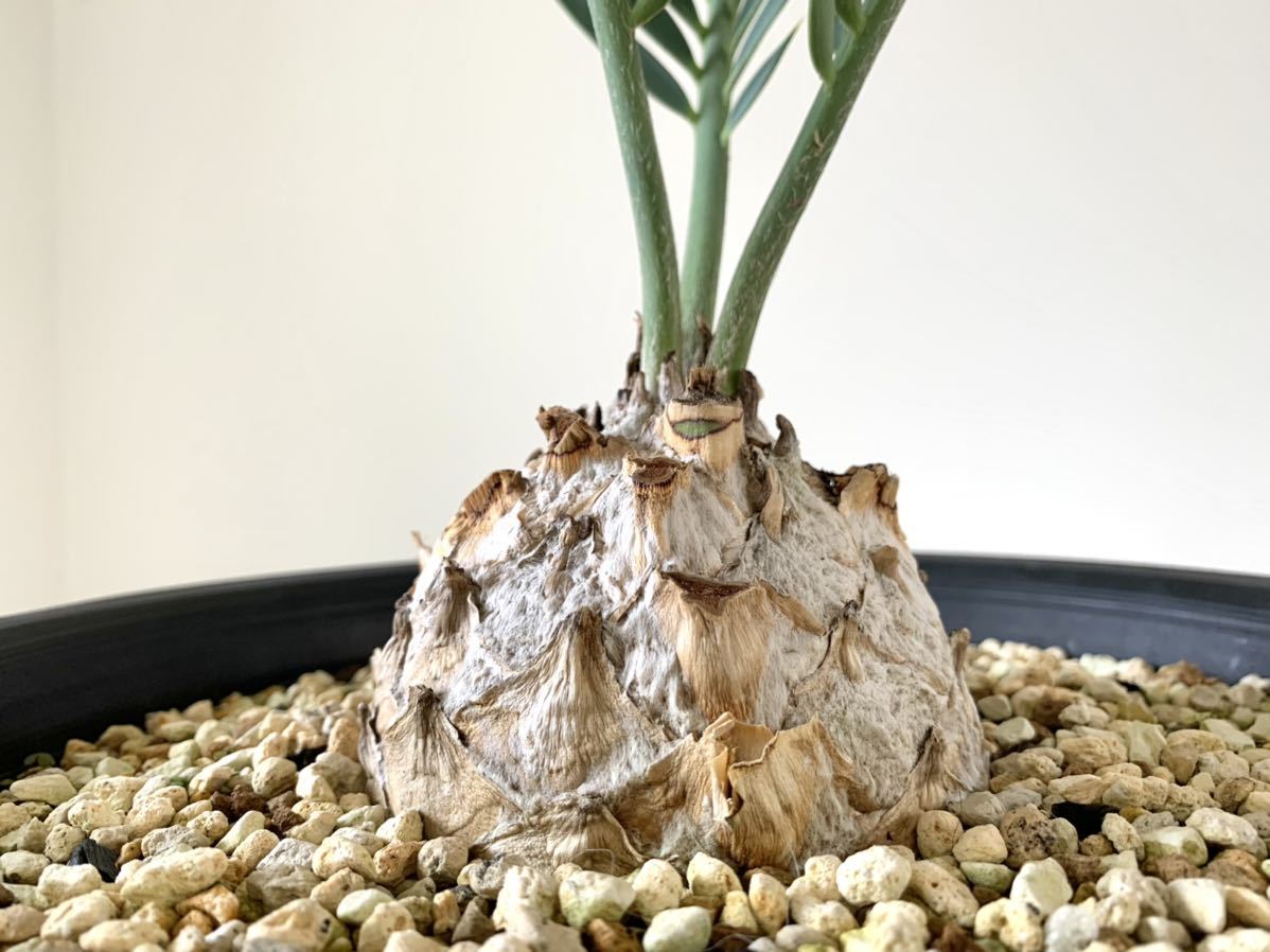 プリンセプス , エンセファラルトス / Encephalartos princeps プリンセプス , エンセファラルトス / Encephalartos princeps