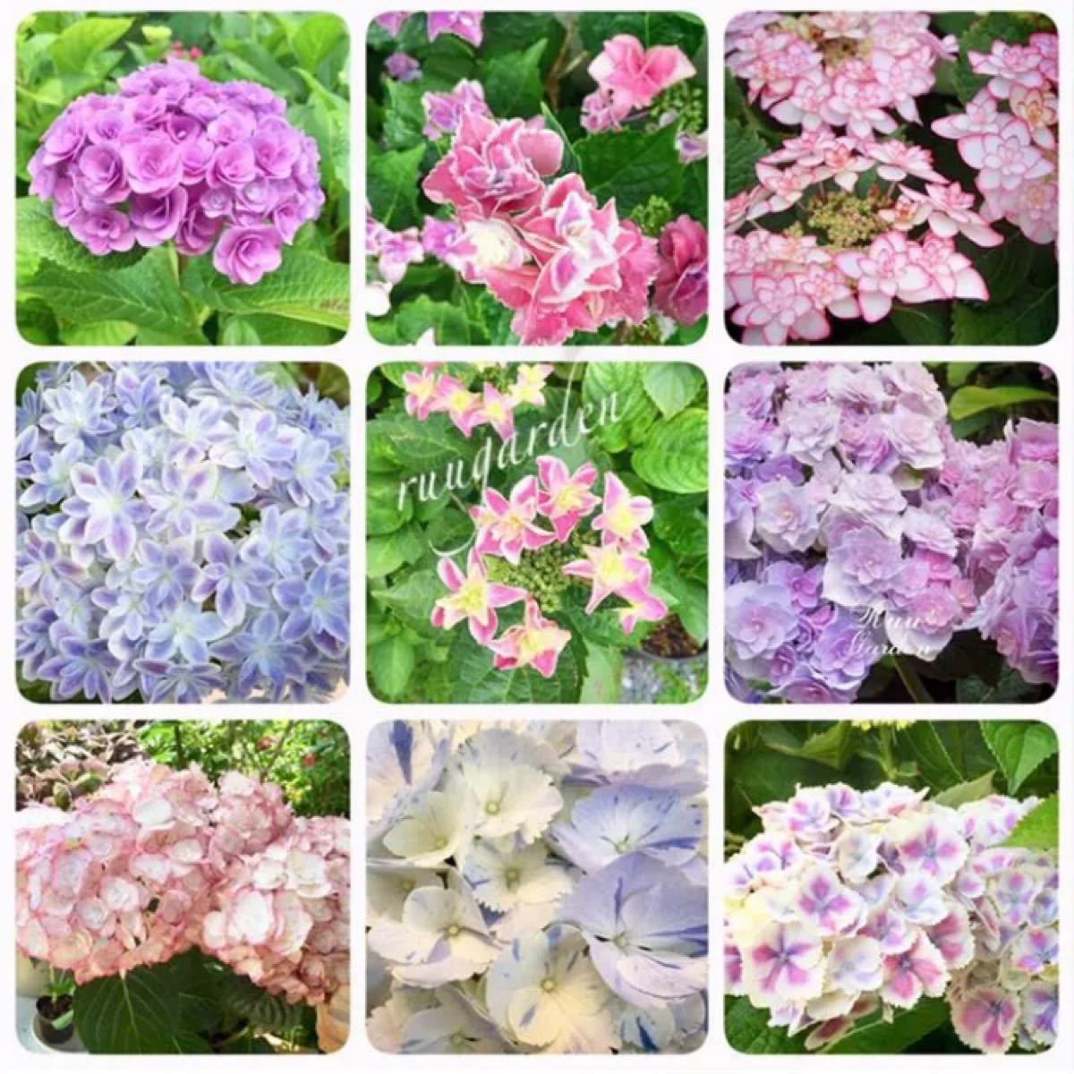 紫陽花 挿し穂 10本 セット アジサイ 挿し木 ハイドランジア 宿根草