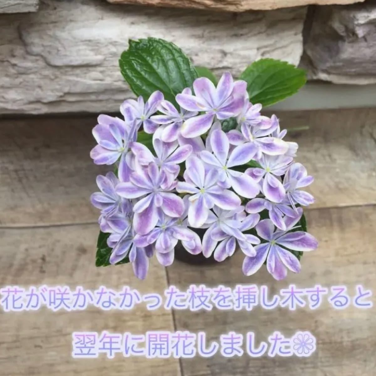 紫陽花 挿し穂 10本 セット アジサイ 挿し木 ハイドランジア 宿根草