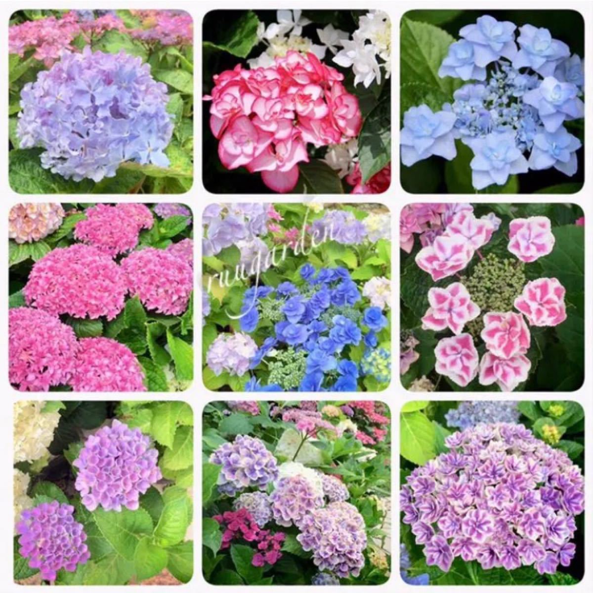 紫陽花 挿し穂 10本 セット アジサイ 挿し木 ハイドランジア 宿根草