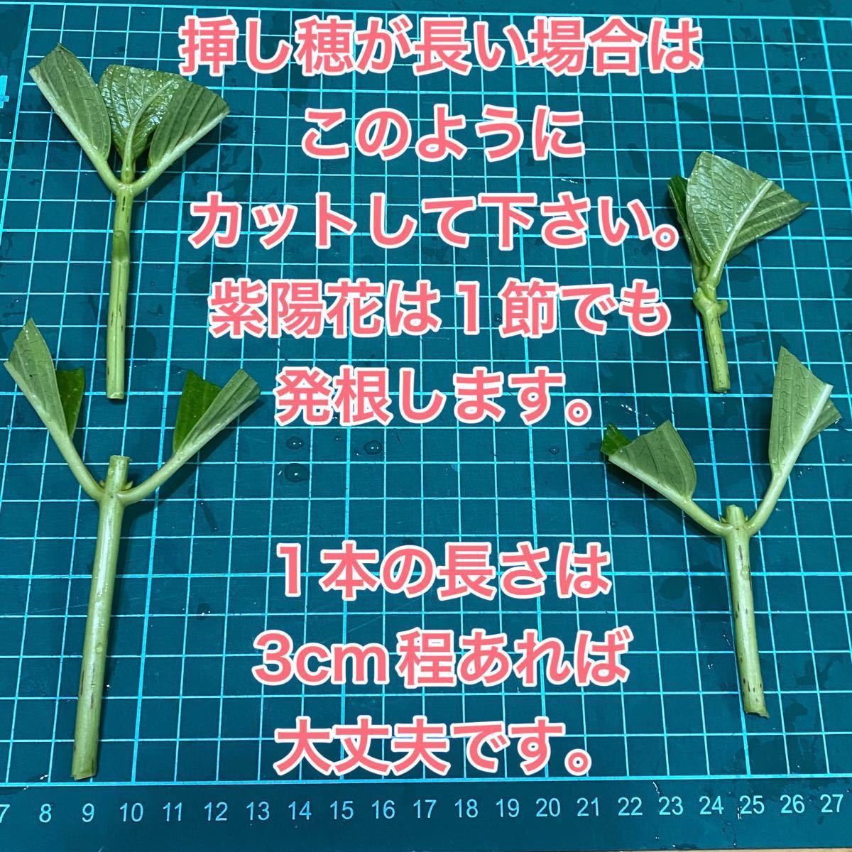 紫陽花 挿し穂 10本 セット アジサイ 挿し木 ハイドランジア 宿根草