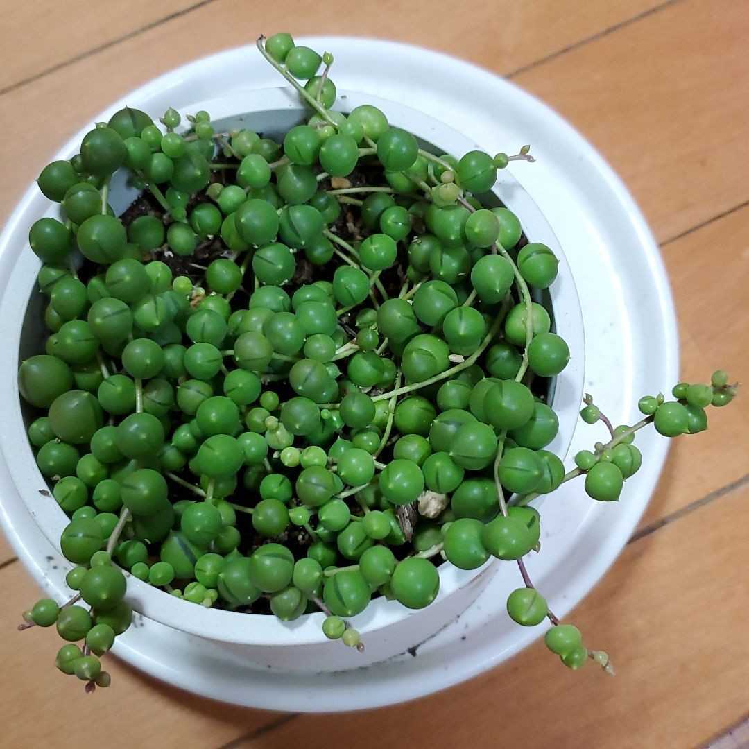 多肉 多肉植物 グリーンネックレス 鉢ごと_画像1