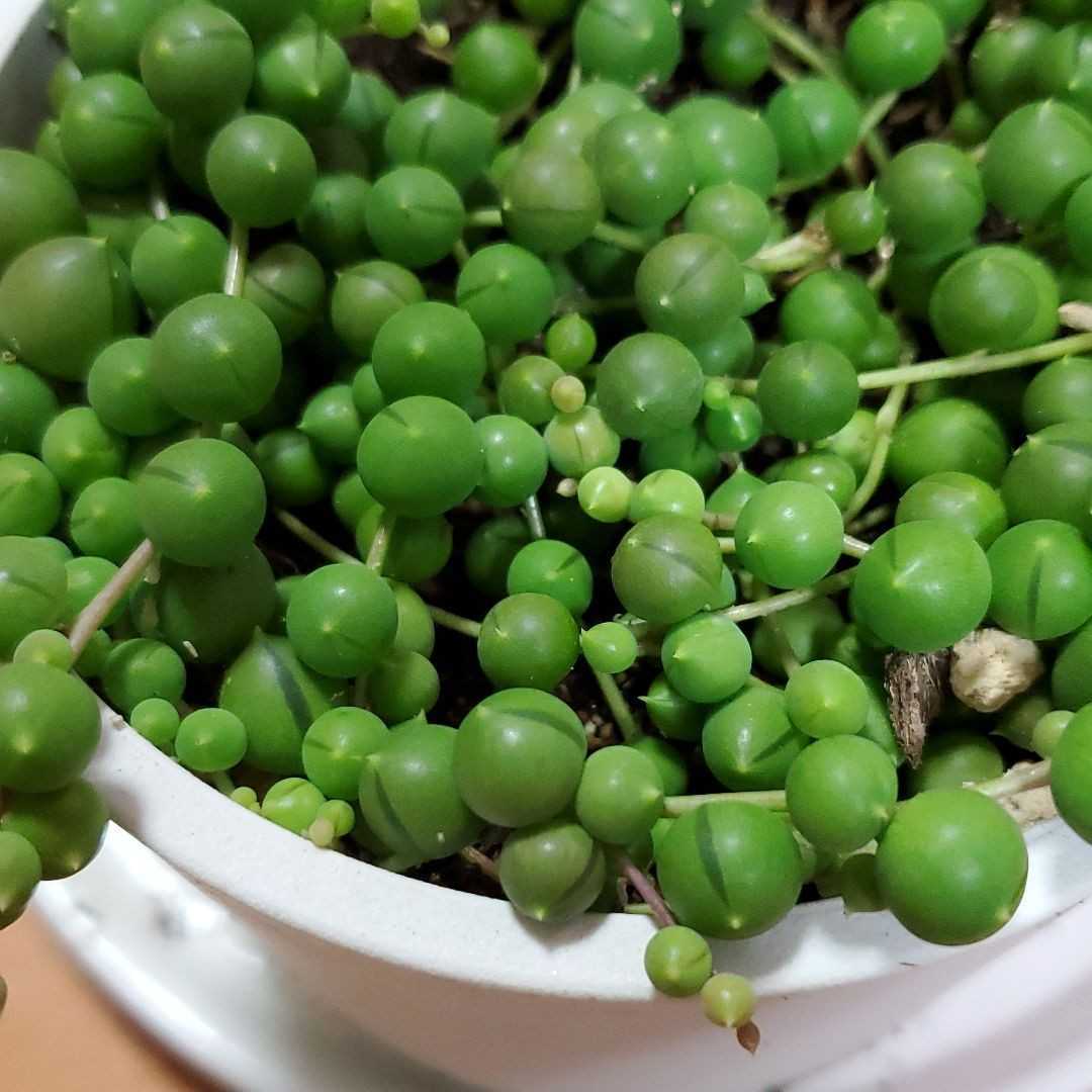 多肉 多肉植物 グリーンネックレス 鉢ごと_画像2