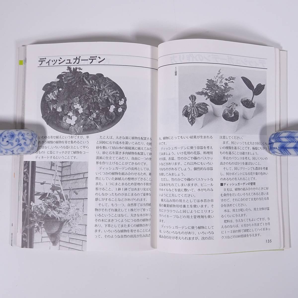 観葉植物を楽しむ 部屋を飾る人気181品種の育て方 皆川清彦 永岡書店 1989 単行本 図版 図録 園芸 ガーデニング 植物_画像9