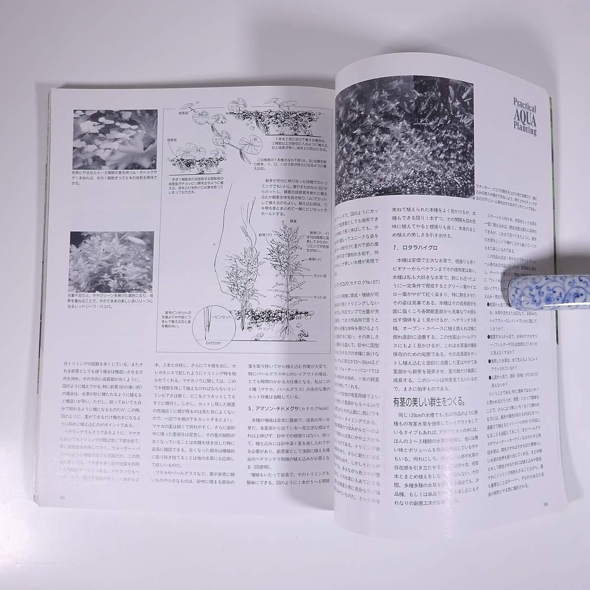 日本と世界の水草のカタログ 成美堂出版 1992 大型本 アクアリウム_画像9