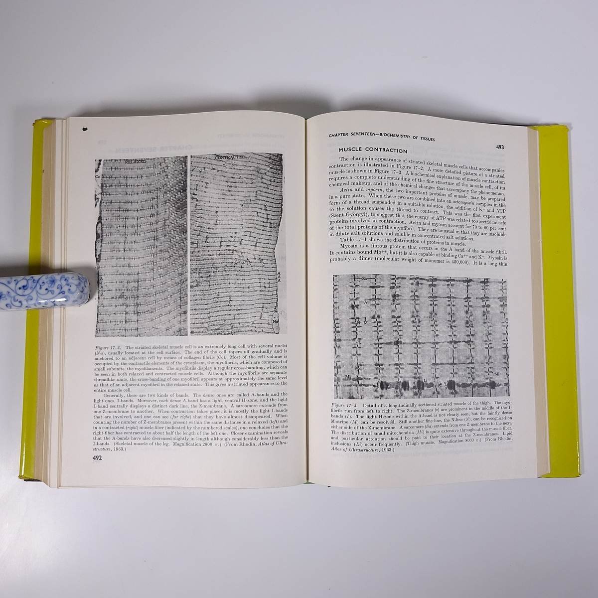 【英語洋書】 Textbook of BIOCHEMISTRY 生化学のテキスト 第9版 HARROW ハローほか著 1966 大型本 生物学 化学_画像9