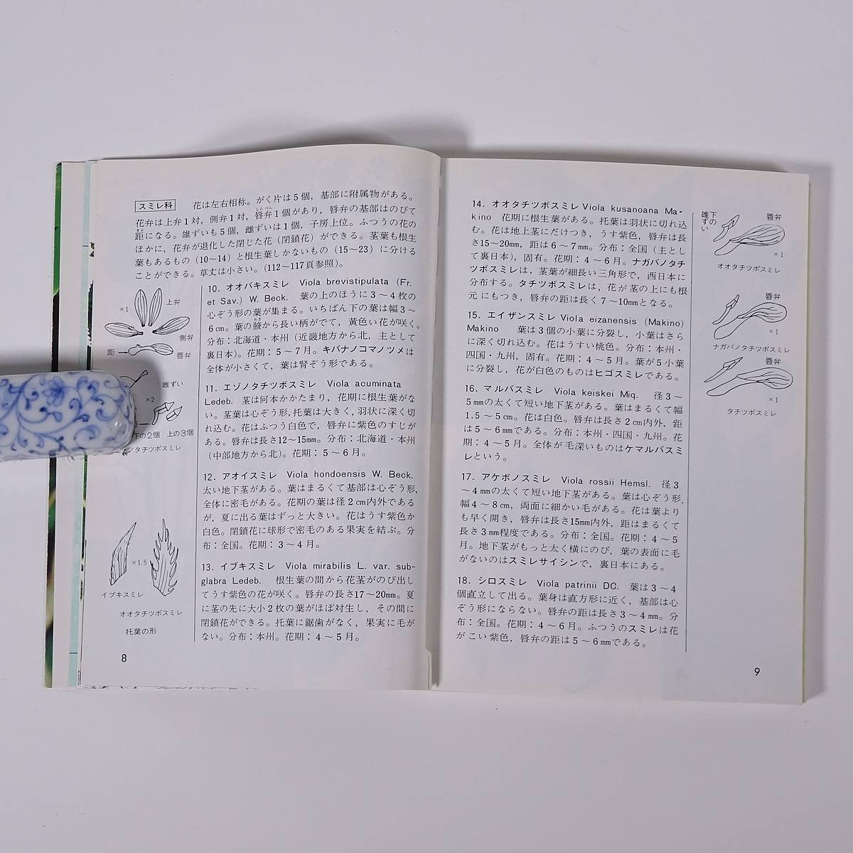 山の植物 清水建美 カラー自然ガイド 保育社 1993 文庫本 植物 野草 草花_画像7