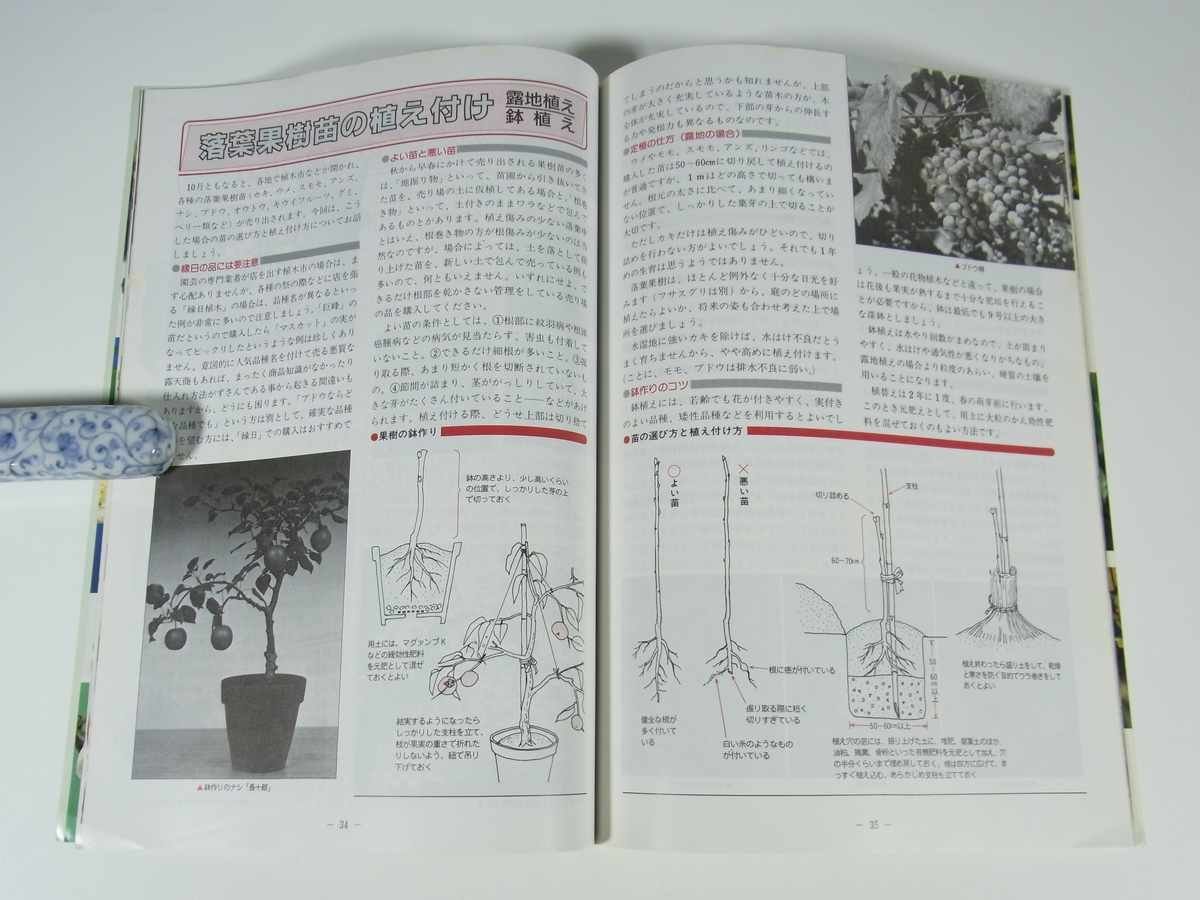 *86 autumn gardening gardening world increase . special collection number improvement . publish part 1986 magazine gardening plant wild grasses . flower bonsai garden 