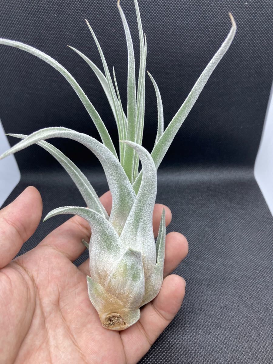 人気絶頂 ティランジア ルシール Tillandsia Lucille・チランジア