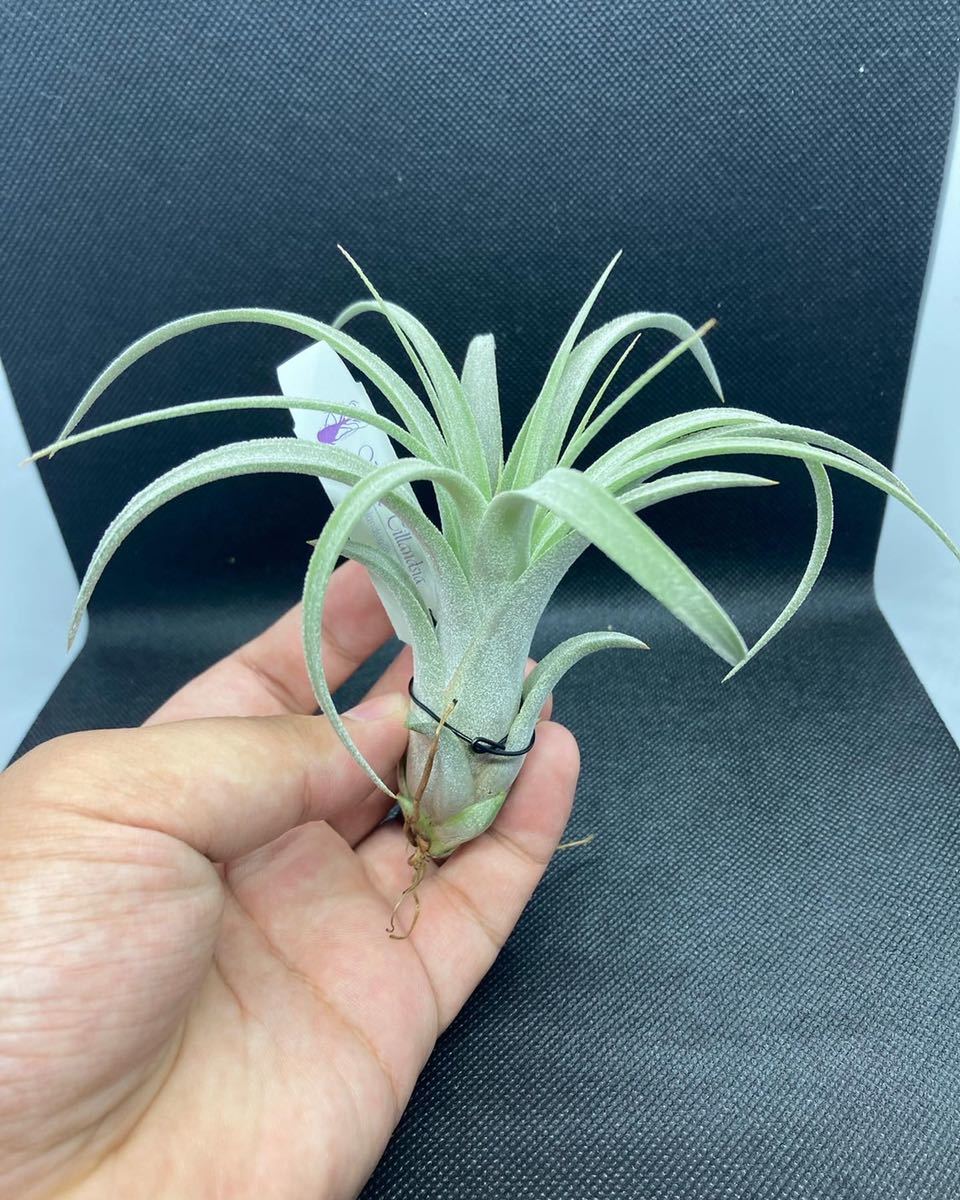 Tillandsia pang maralyn (xerographica × ionantha Tillandsia pang maralyn (xerographica × ionantha