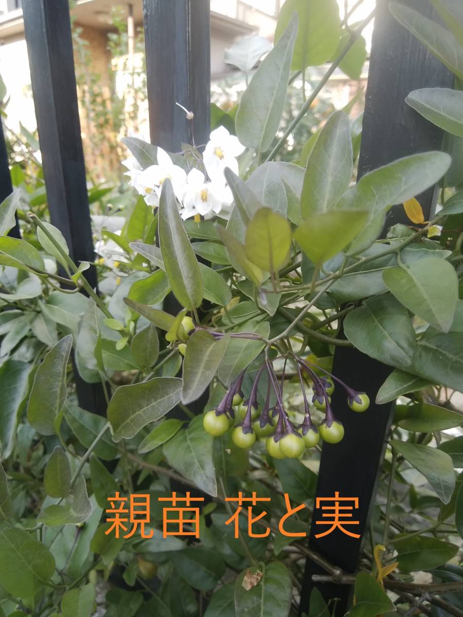 約110cm 花付きツルハナナス苗 R3 葉は柑橘系の香り 輝い R3