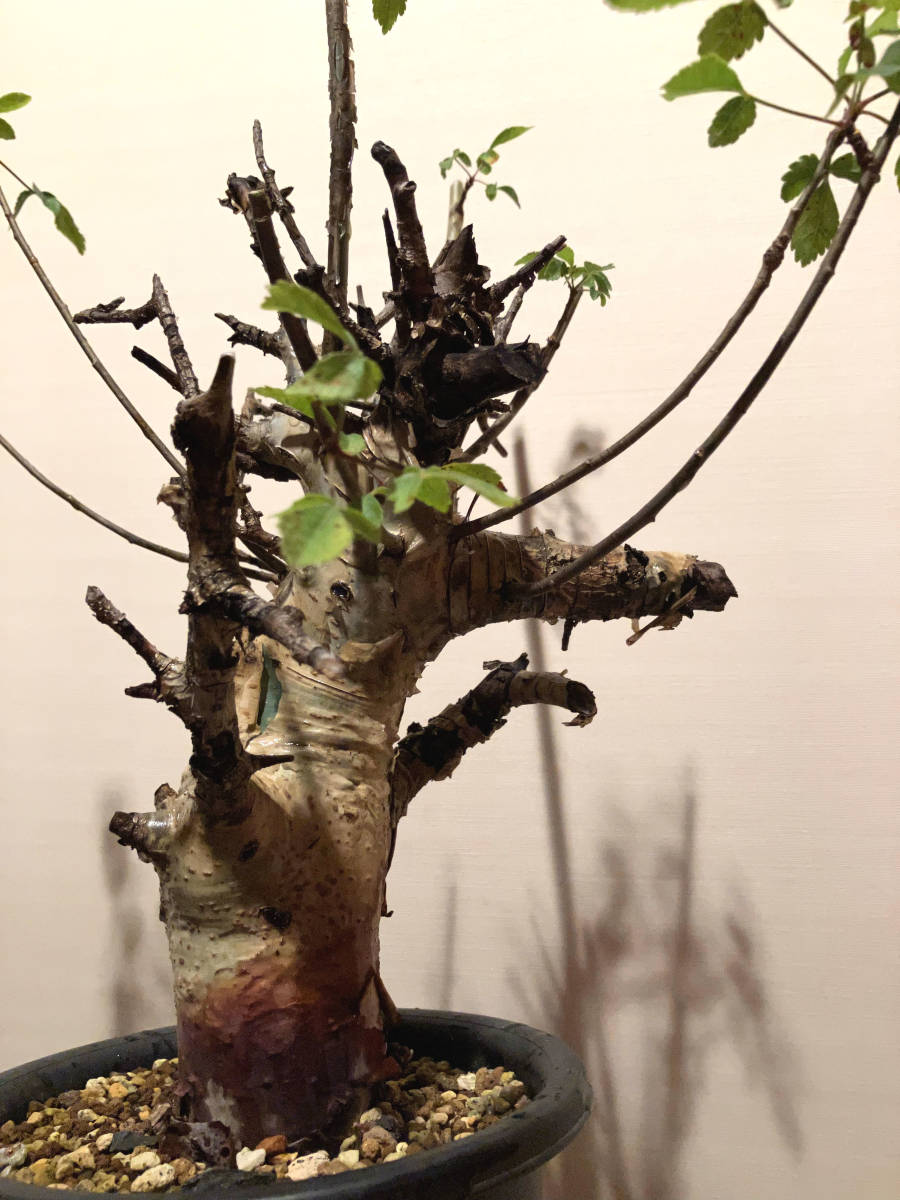 植物 Commiphora holtziana コミフォラ ホルトジアナ 植物 Commiphora holtziana コミフォラ ホルトジアナ