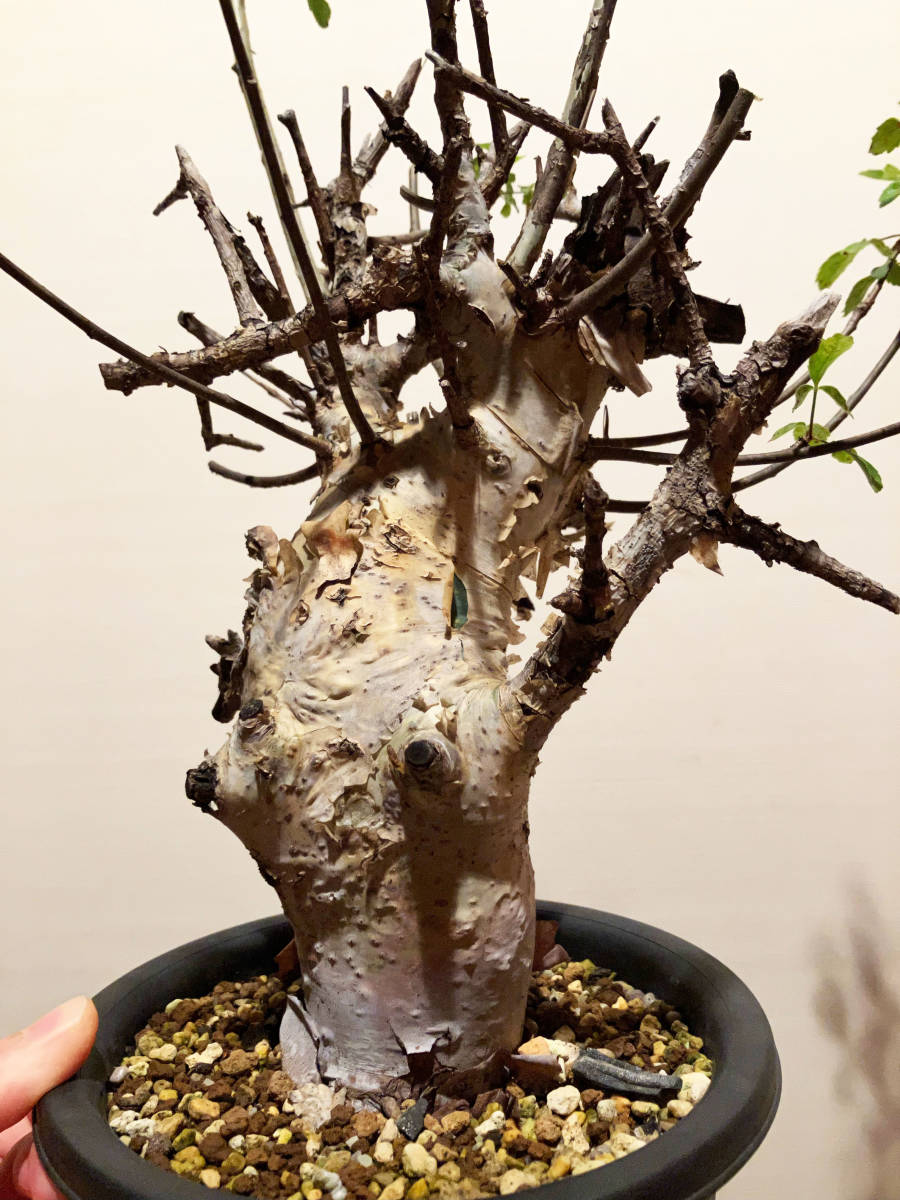 植物 Commiphora holtziana コミフォラ ホルトジアナ 植物 Commiphora holtziana コミフォラ ホルトジアナ