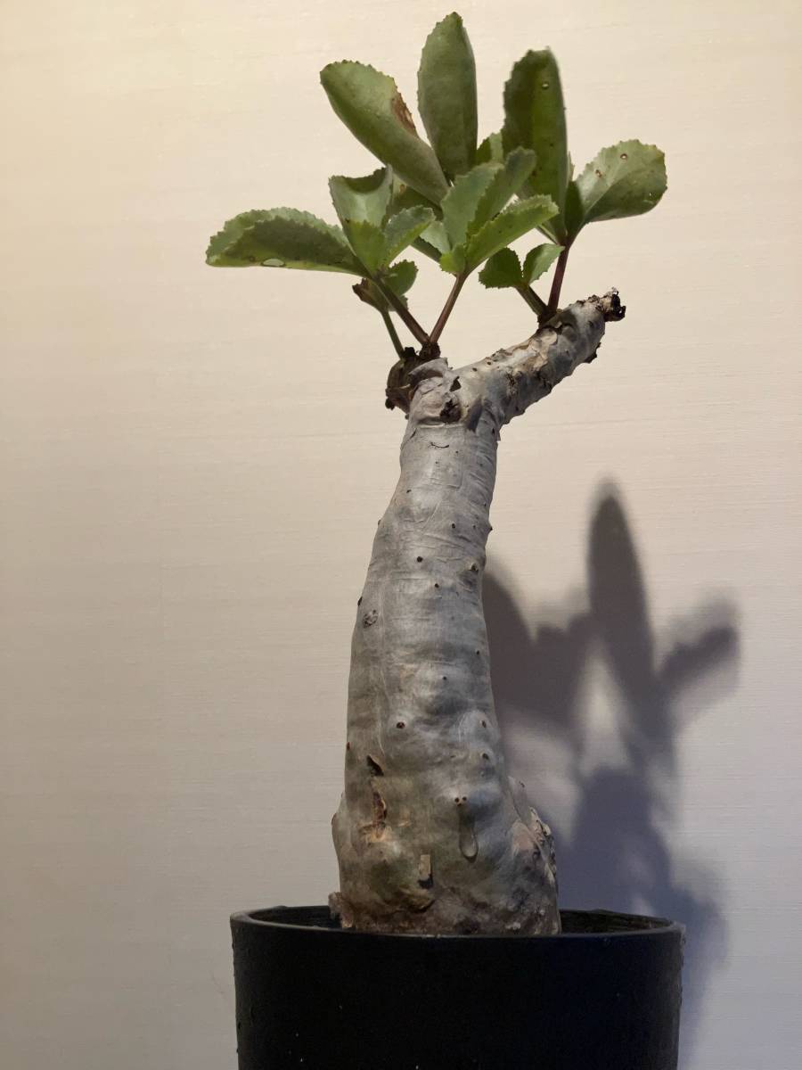 植物 発根済み Cyphostemma betiforme キフォステンマ ベティフォルメ