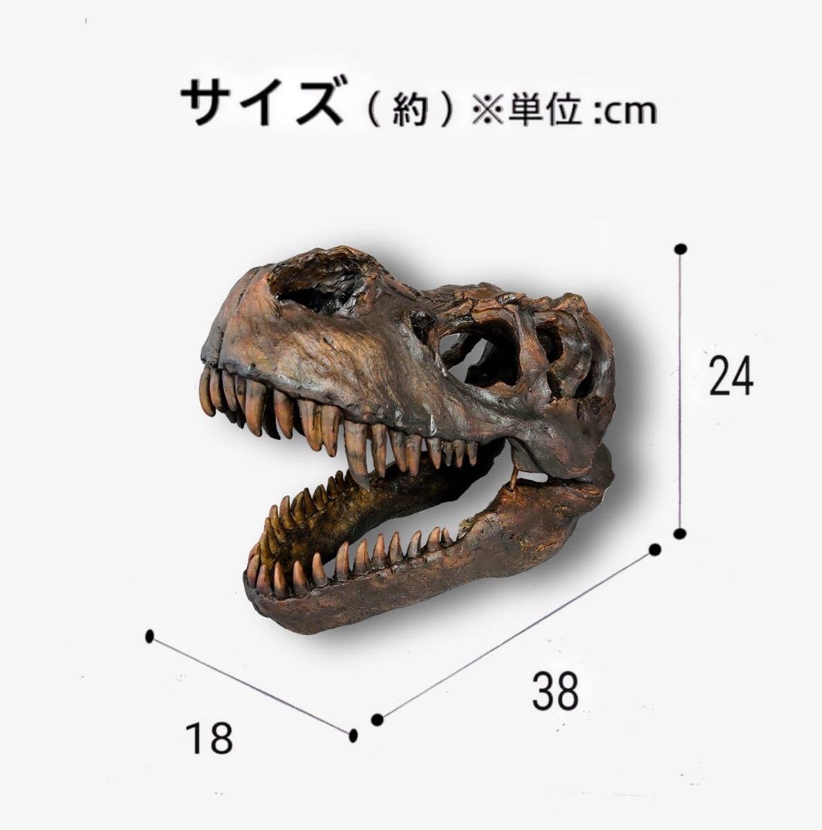 おしゃれ】 ティラノサウルス トリケラトプス 頭骨 恐竜 化石