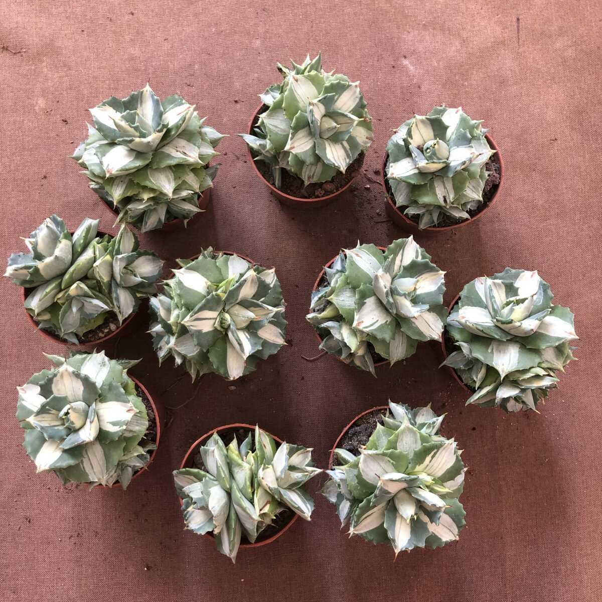 多肉植物アガベ王妃雷神白中斑大株10株 厚い葉 群生大株 crlosheroes.cl