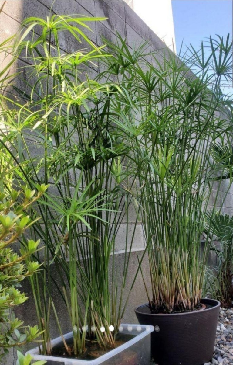 水辺植物 ミニシペラス(シュロガヤツリ) 根付き無農薬 ④ - 通販