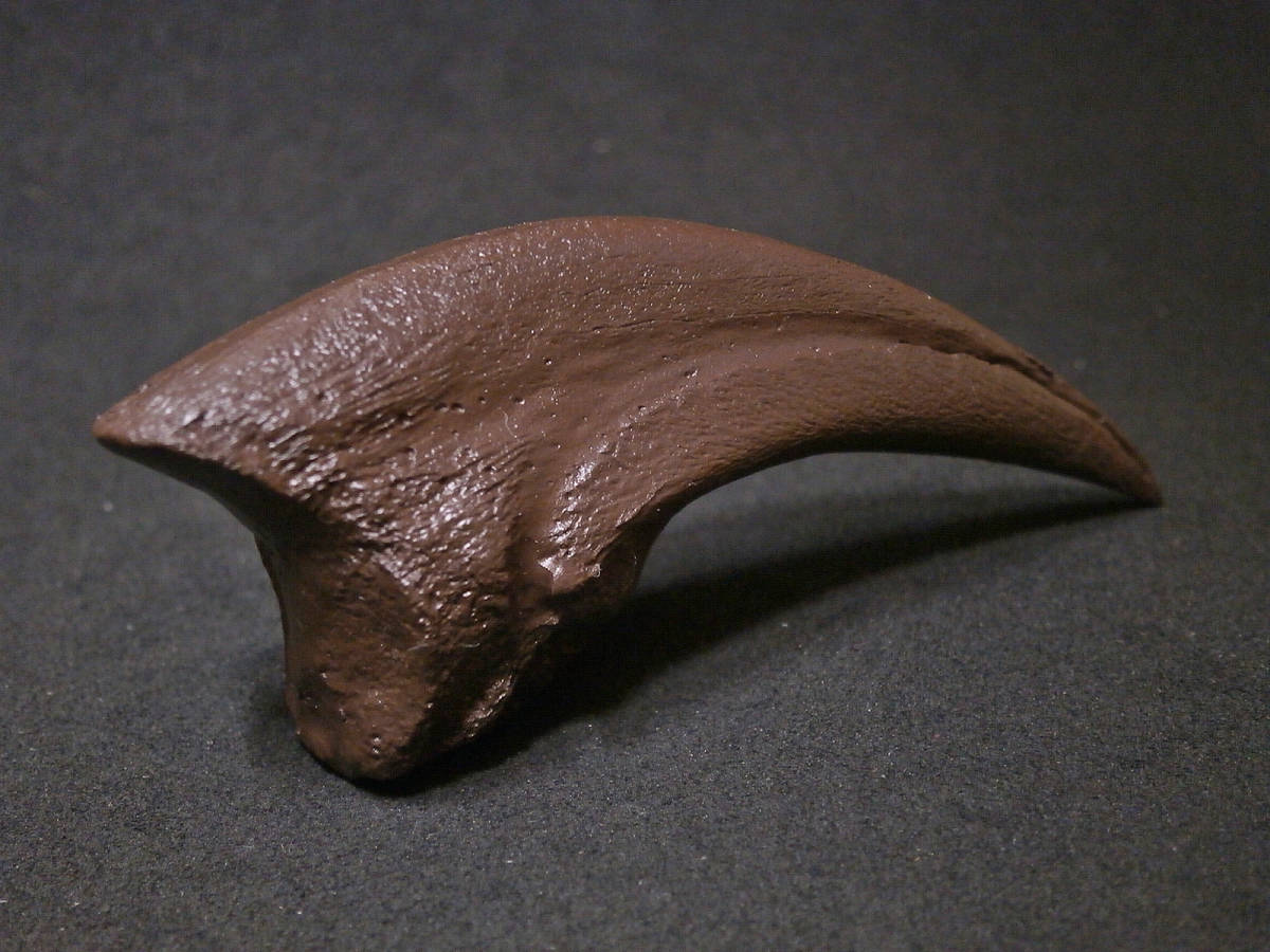 恐竜オビラプトルの爪化石(レプリカ・複製標本)ケース入_画像5