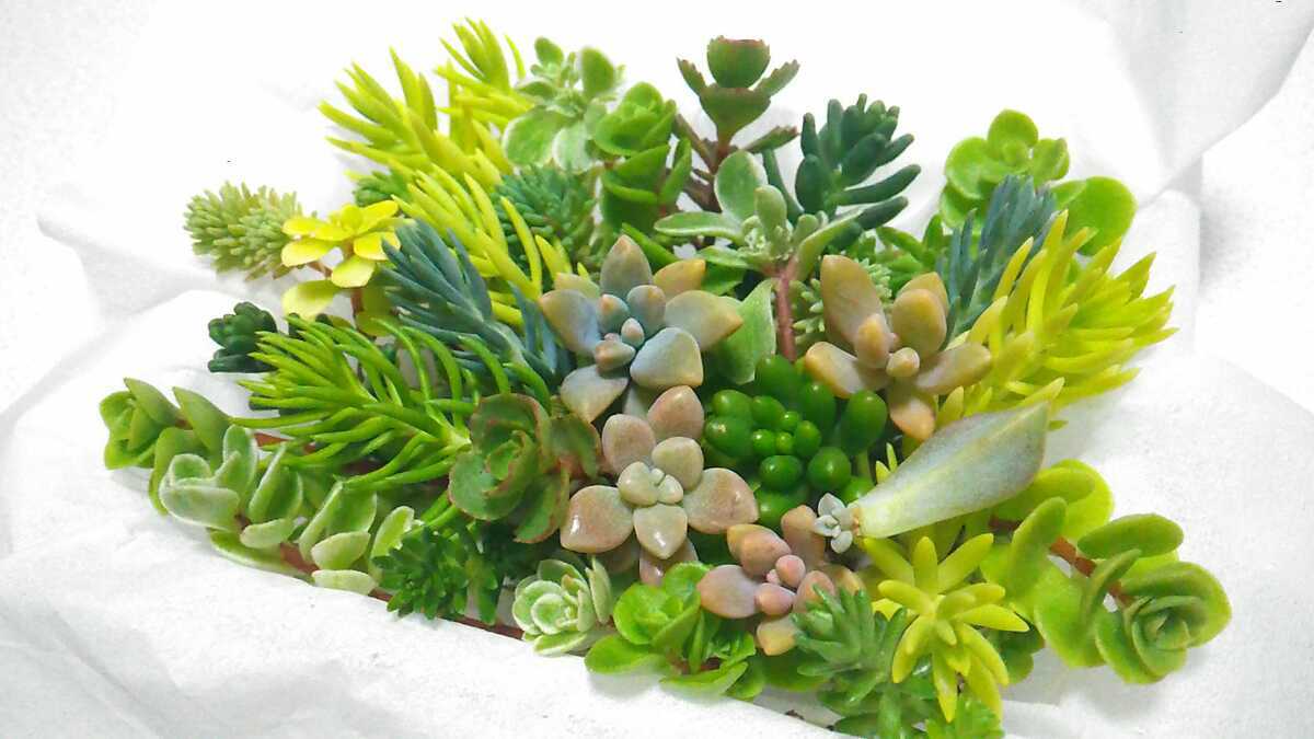 【送料無料】多肉植物　カット苗　セダム　寄せ植えにも 095_画像2