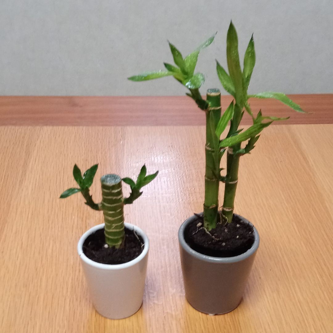 お待たせ! パリ アートフラワー 開運、金運UP!☆葉の繁り良い、豪華な
