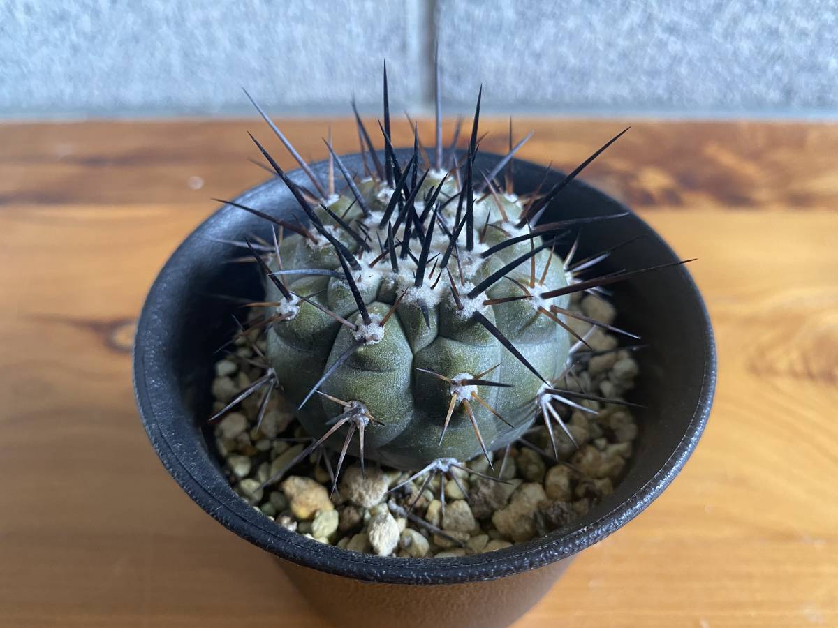 コピアポア シネレア 黒王丸実生 Copiapoa Cinerea 塊根植物 多肉植物