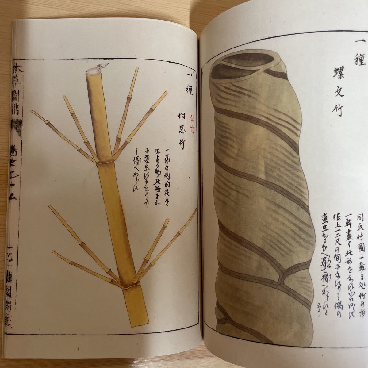 本草図譜(岩崎灌園 画 解説 北村四郎著) / 古本、中古本、古書籍