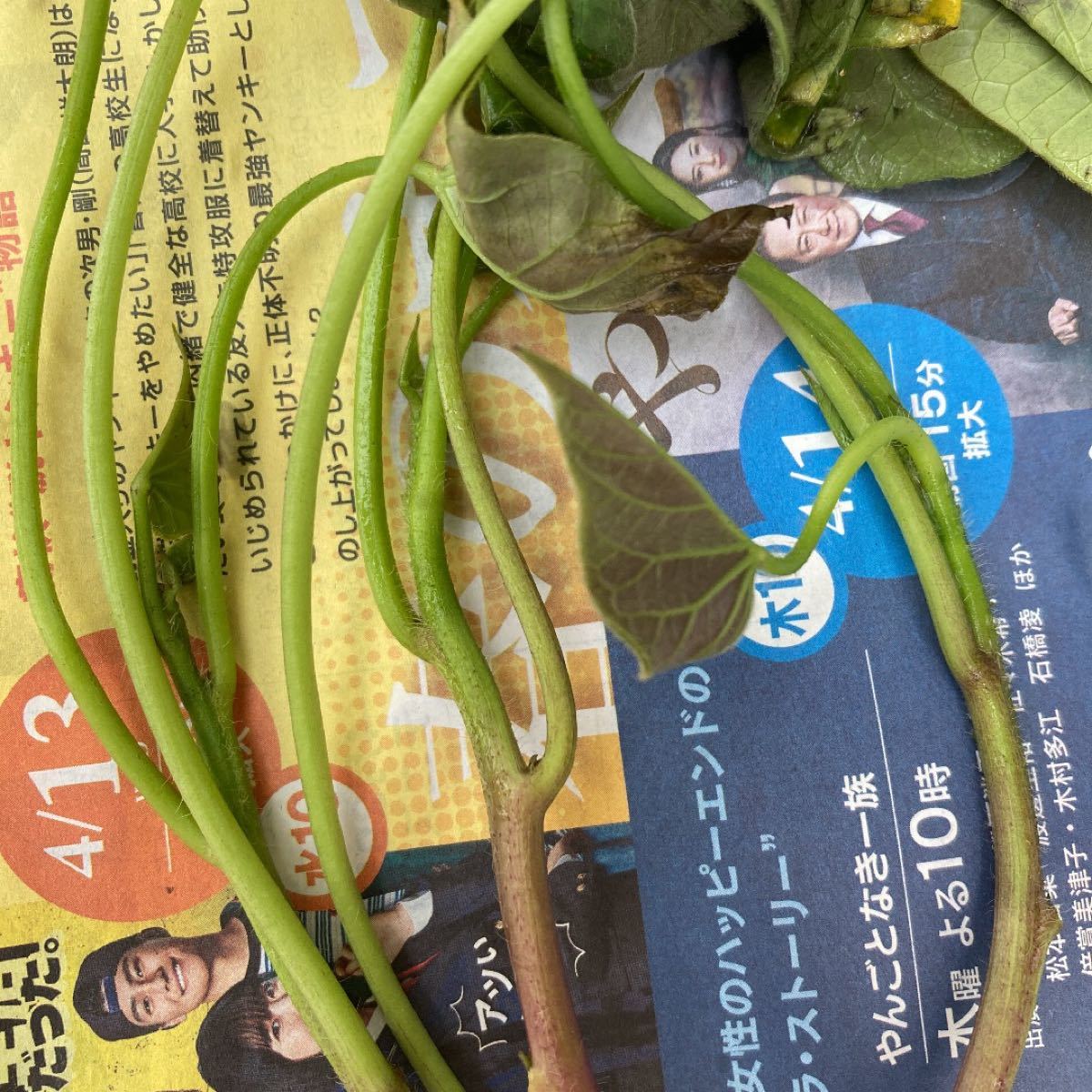 さつまいも苗(ヒロ様専用)|PayPayフリマ