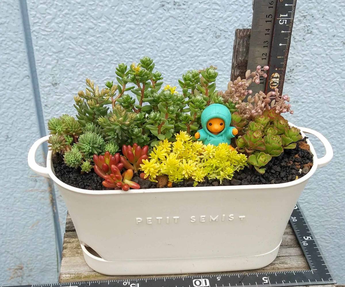 Yahoo!オークション - 653多肉植物の寄せ植え セダムのお花畑 Yahoo!オークション - 653多肉植物の寄せ植え セダムのお花畑
