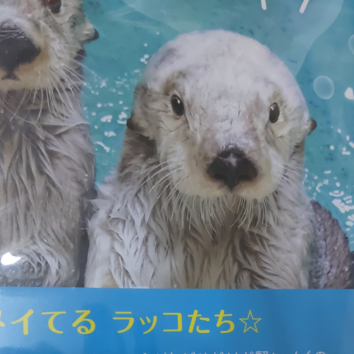 鳥羽水族館オリジナル写真集 ラッコのメイとキラ|Yahoo!フリマ 鳥羽水族館オリジナル写真集 ラッコのメイとキラ|Yahoo!フリマ