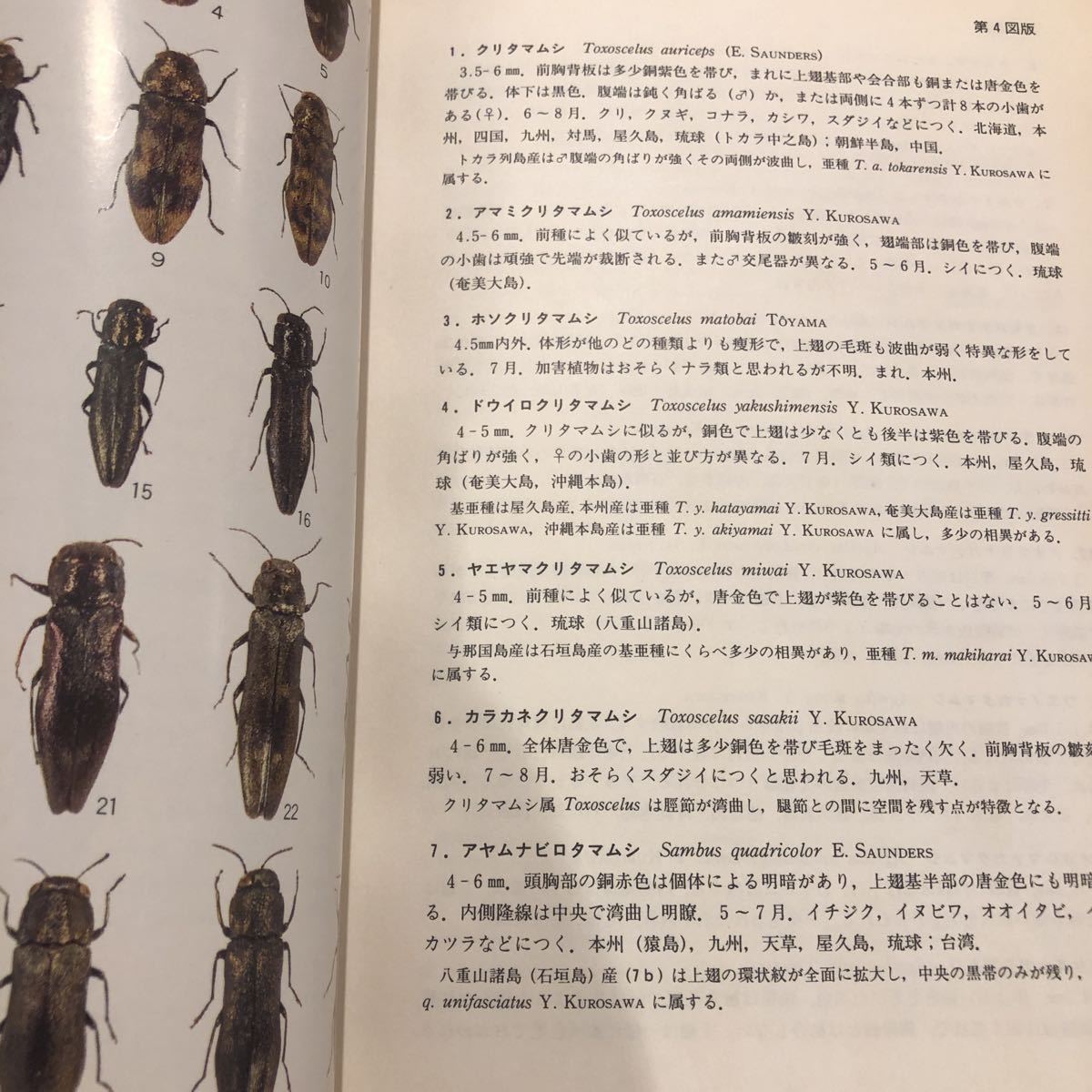 ◎原色日本甲虫図鑑(Ⅰ~Ⅳ)全4巻 保育社 ◎原色日本甲虫図鑑(Ⅰ~Ⅳ)全4巻 保育社