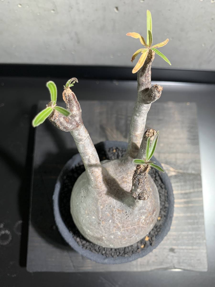 パキポディウム グラキリス×left botanical コレクション株 現地球 発
