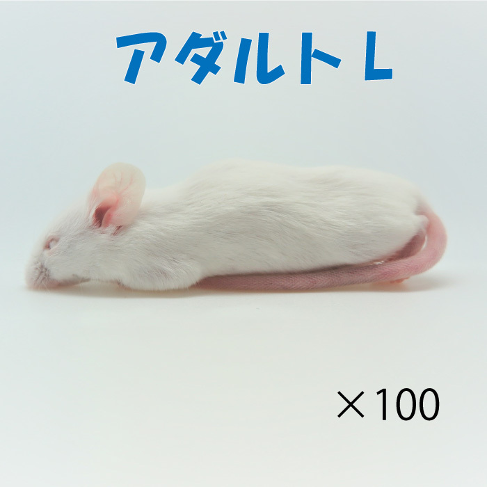 冷凍アダルトLマウス (100匹)約8.0ｃｍ/匹 冷凍餌 エサ 猛禽類 爬虫類