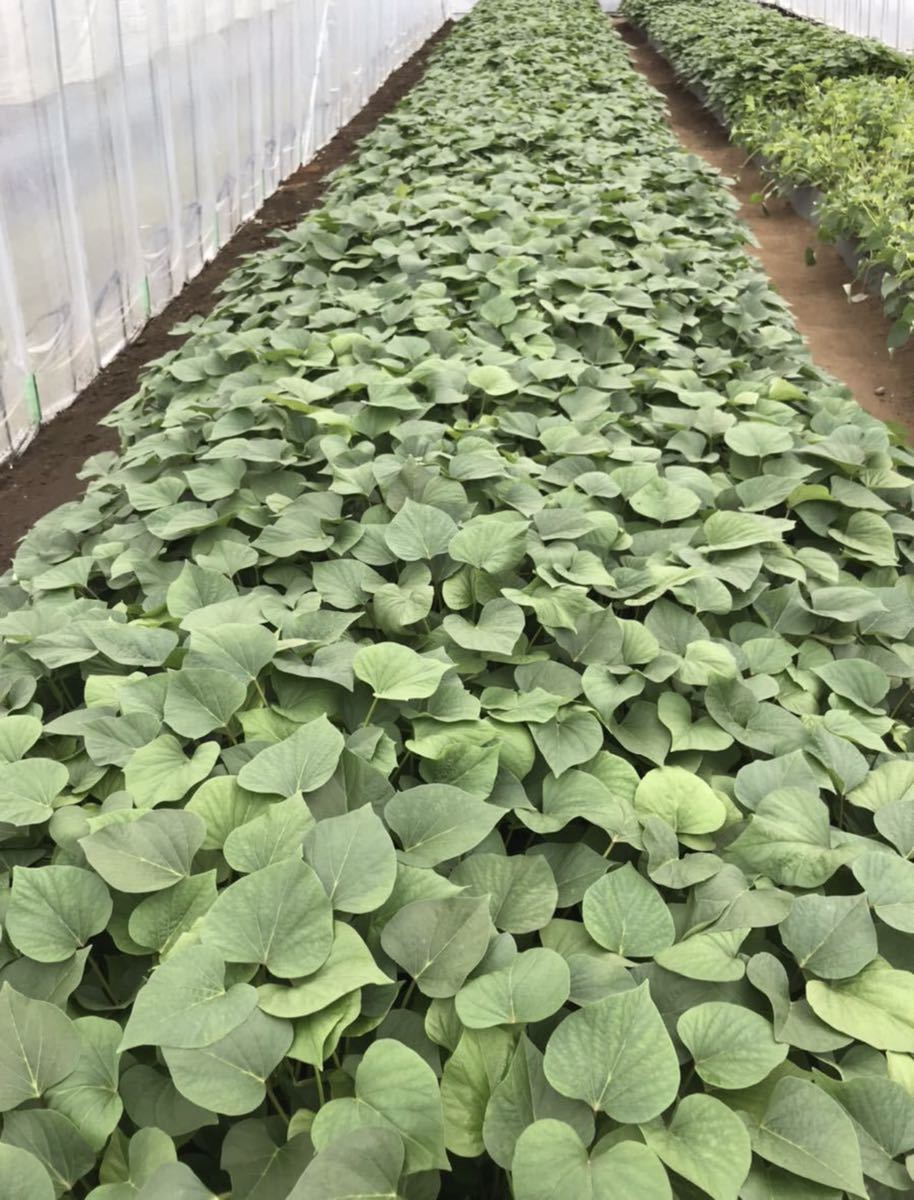茨城県産 べにはるか苗 紅はるか苗 500本 さつまいも苗 個人農家直送
