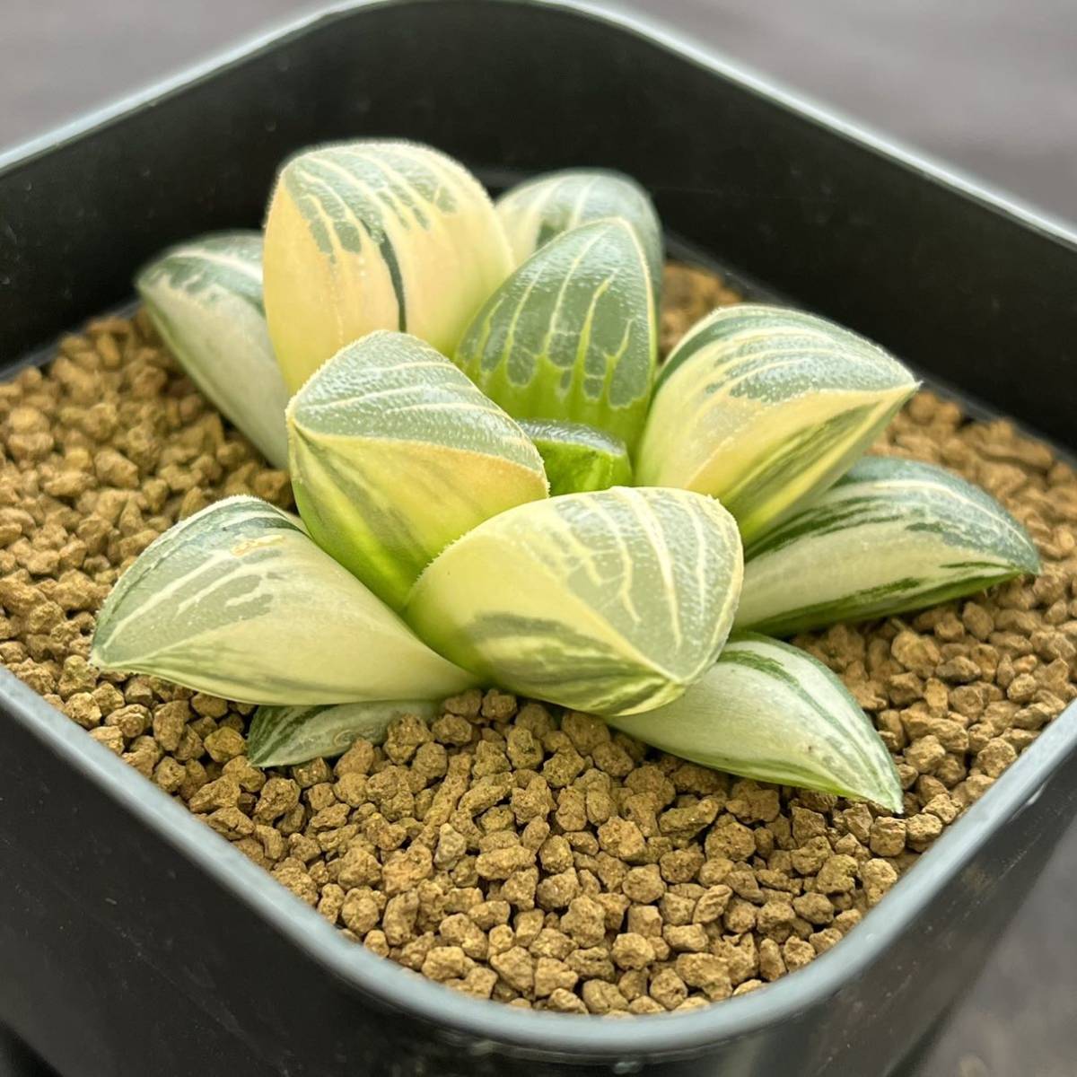 いいたしま ヤフオク! - 多肉植物 ハオルチア コレクタ錦糊班