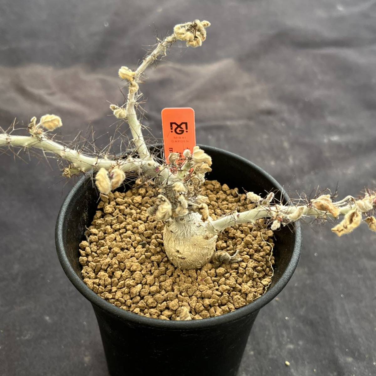 ☆サボテン・多肉植物☆841☆ ヤトロファ マルギナータ jatropha ☆サボテン・多肉植物☆841☆ ヤトロファ マルギナータ jatropha