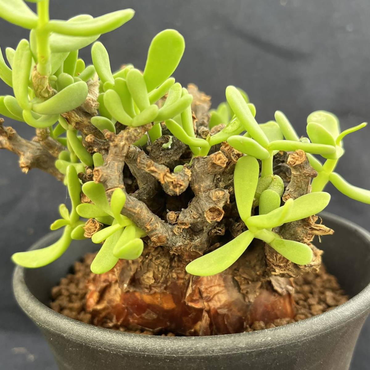 ☆サボテン・多肉植物☆850☆ ケラリア・ピグマエア 現地球 Ceraria