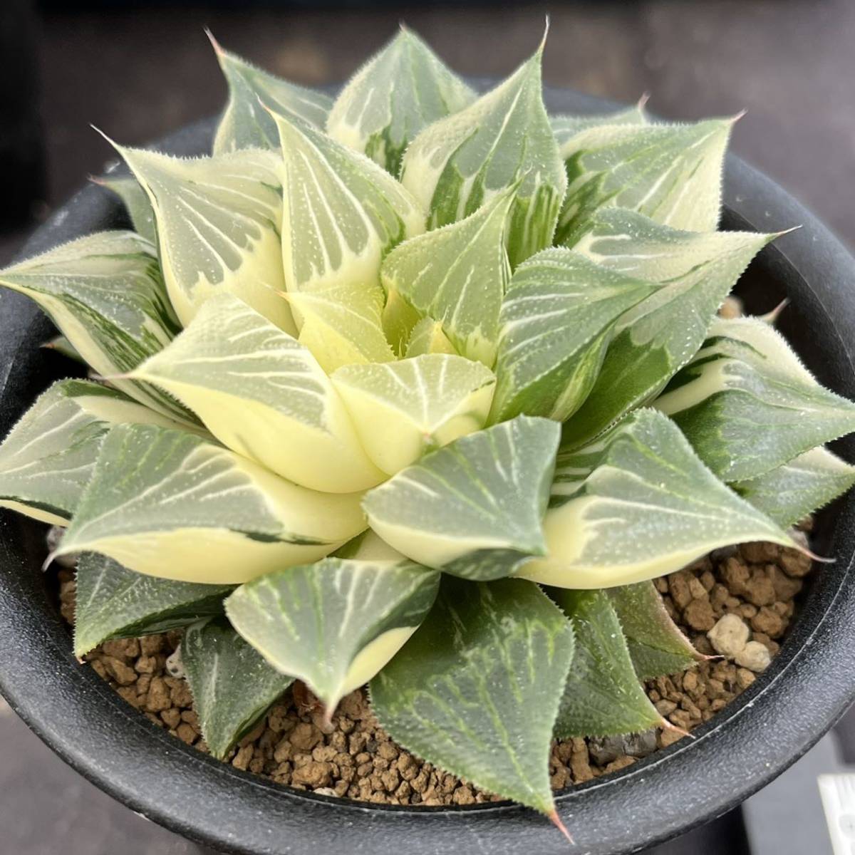 ★サボテン・多肉植物★858★アトロフスカ錦 Haworthia atrofusca varieg.★ハオルシア 5
