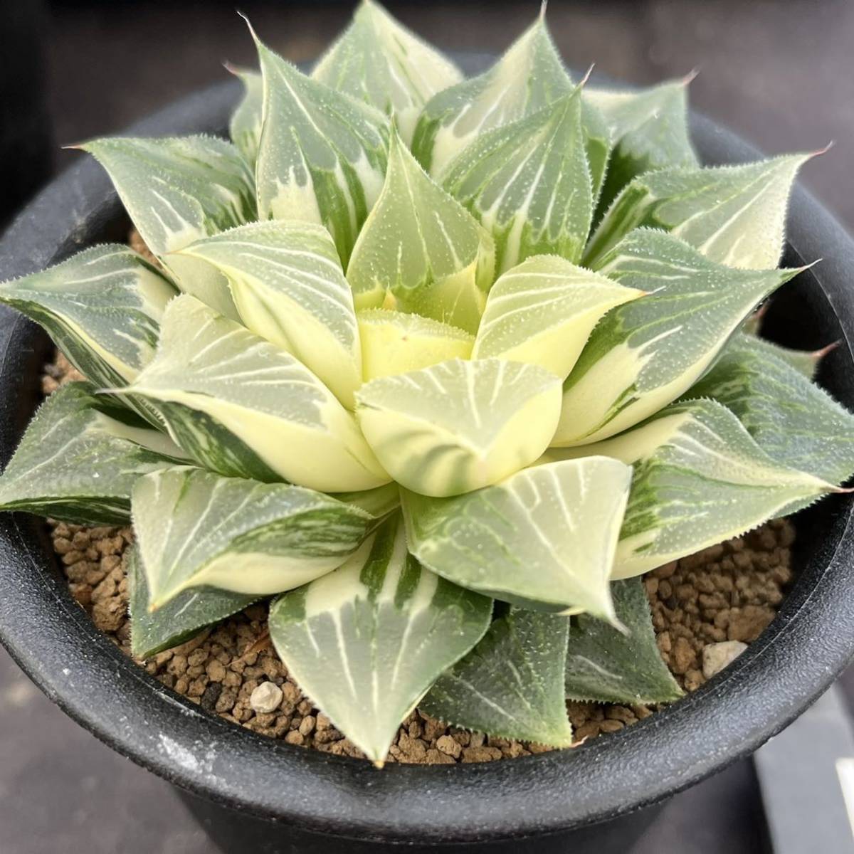 ★サボテン・多肉植物★858★アトロフスカ錦 Haworthia atrofusca varieg.★ハオルシア 6