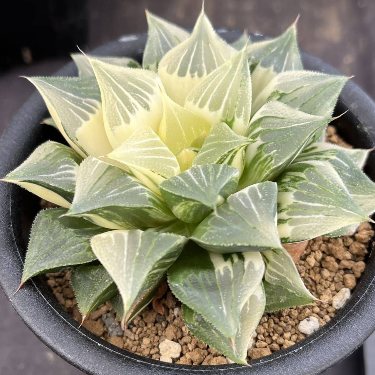 ★サボテン・多肉植物★858★アトロフスカ錦 Haworthia atrofusca varieg.★ハオルシア 4