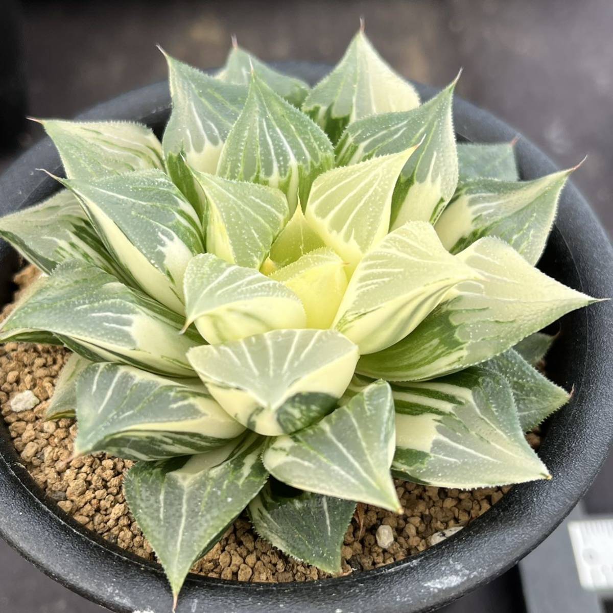 ★サボテン・多肉植物★858★アトロフスカ錦 Haworthia atrofusca varieg.★ハオルシア 7