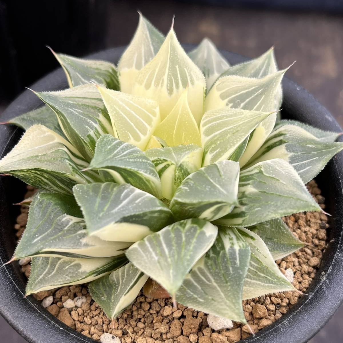 ★サボテン・多肉植物★858★アトロフスカ錦 Haworthia atrofusca varieg.★ハオルシア 3