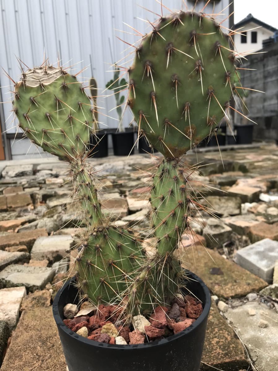 Opuntia galapageia Mesa Garden ①ガラパゴス zhaikpress.kz