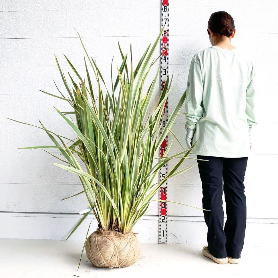 斑入りニューサイラン バリエガータ 約130cm 【New zealand flax/シンボルツリー/観葉植物/観葉/ドラセナ】417047