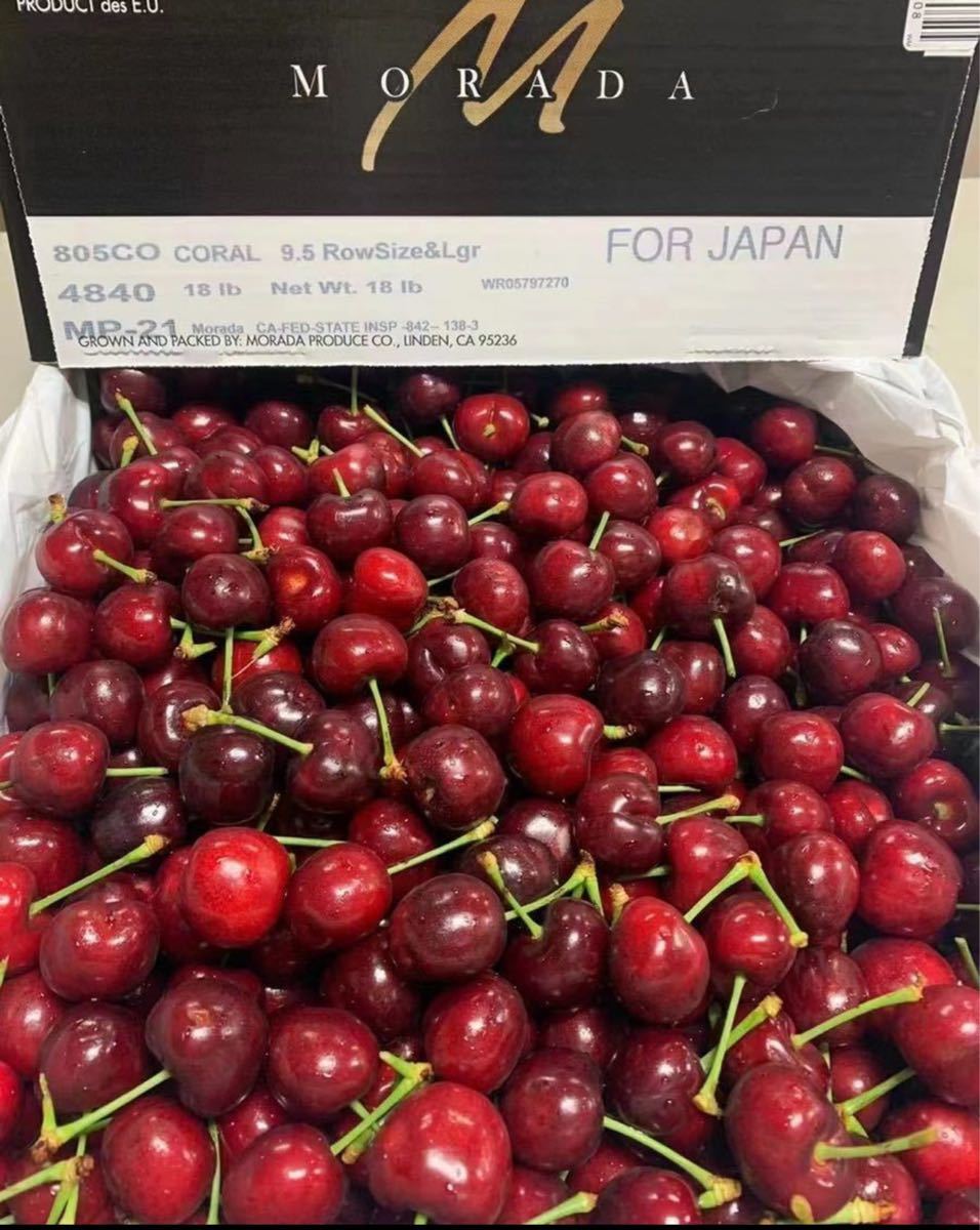 果物 大人気商品 9 5r大粒 アメリカンチェリー 新鮮チェリー 1kg Irbudozaqw Www Casg Cl 果物 大人気商品 9 5r大粒 アメリカンチェリー 新鮮チェリー 1kg Irbudozaqw Www Casg Cl