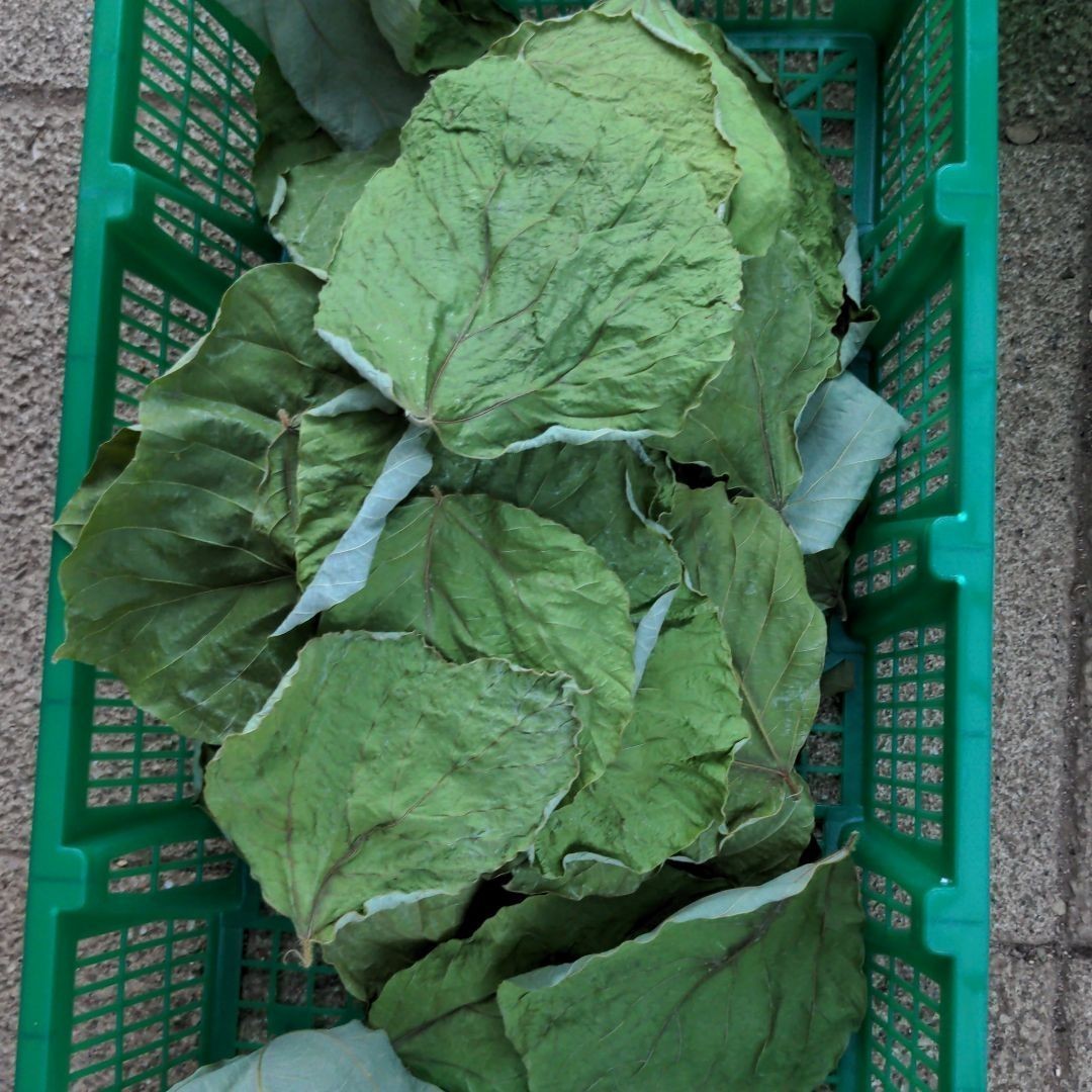 乾燥葛の葉　L〜LLサイズ　60枚　無農薬　夏の収穫祭　セール中