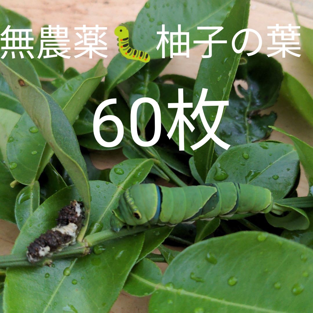 アゲハ蝶幼虫のエサ　無農薬　柚子の葉60枚