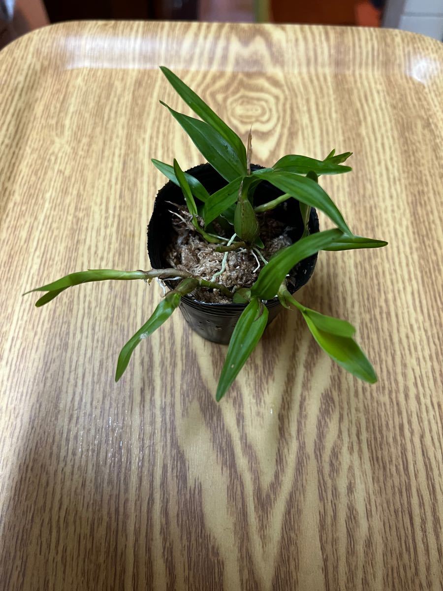 観葉植物　蘭　ミニ蘭ポリブルボン　6センチポット　水苔付き抜き苗