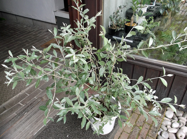 【ロシアンオリーブ＊Elaeagnus angustifolia＊ヤナギバグミ】７号　写真の現物をお送りします_画像3