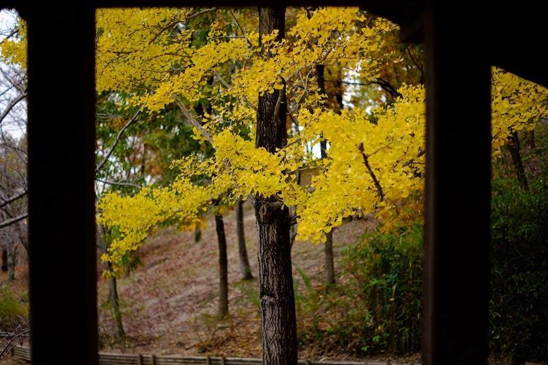 銘匠光学 TTArtisan 35mm f/1.4 C シルバー (ソニーEマウント・APS-C)_画像7